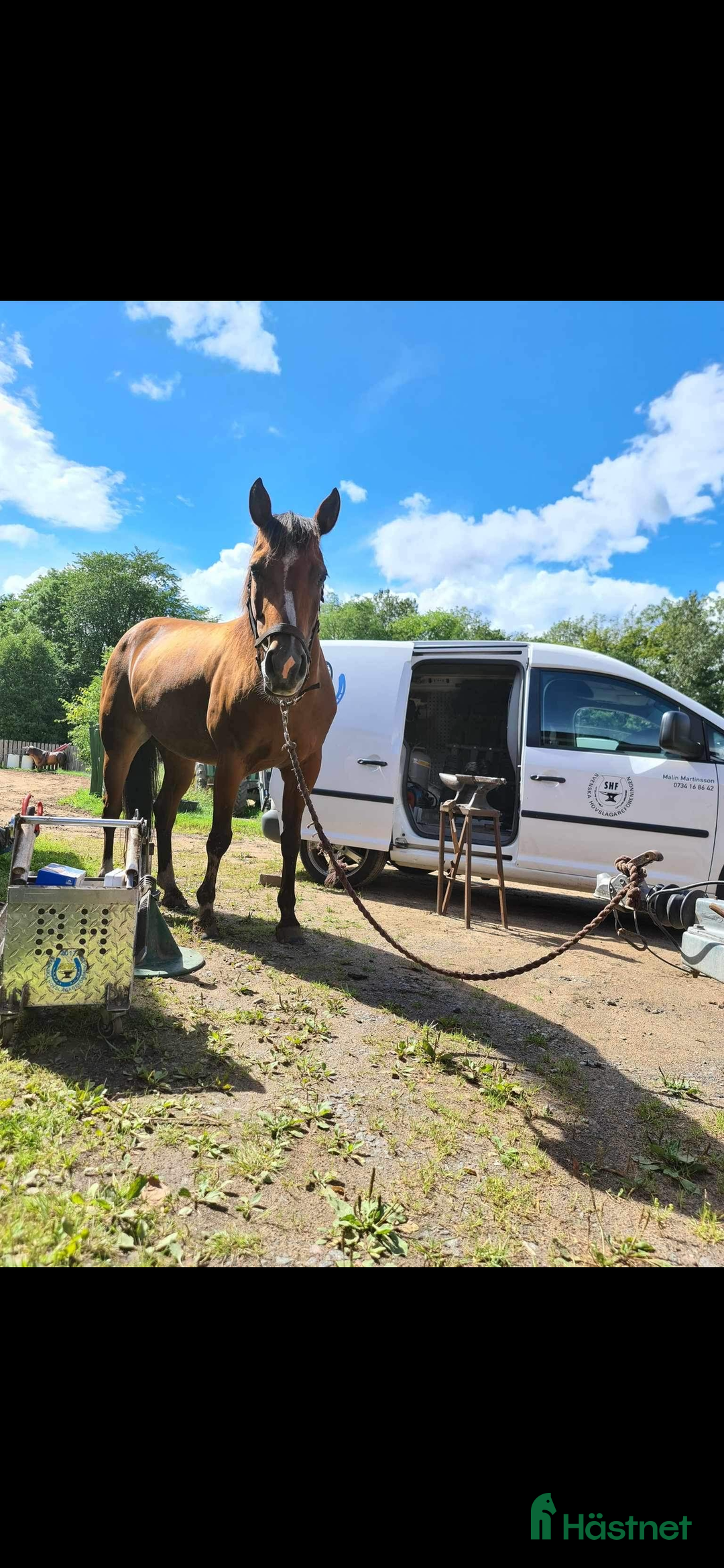 Allround hästar till salu: Quarter sto- 12 i Källby - Bild 5