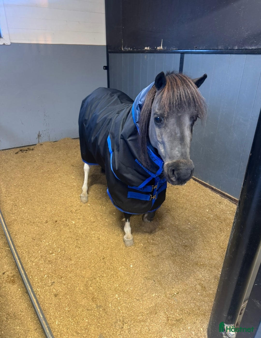 Övrigt hästar till salu: AMHA sto  i Strängnäs - Annons 1