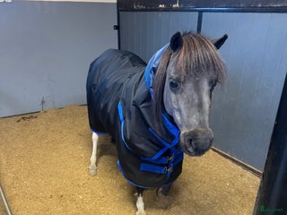 Övrigt hästar till salu: AMHA sto i Strängnäs - Annons 3