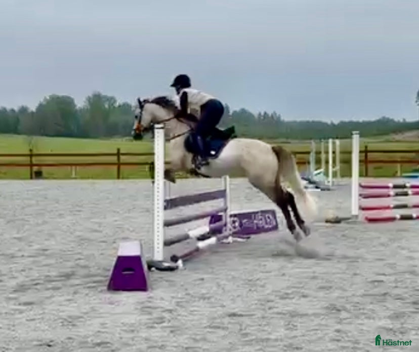  hästar Vacker valack med potential i Jönåker - Annons 11