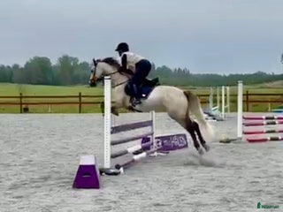 hästar Vacker valack med potential i Jönåker - Annons 8