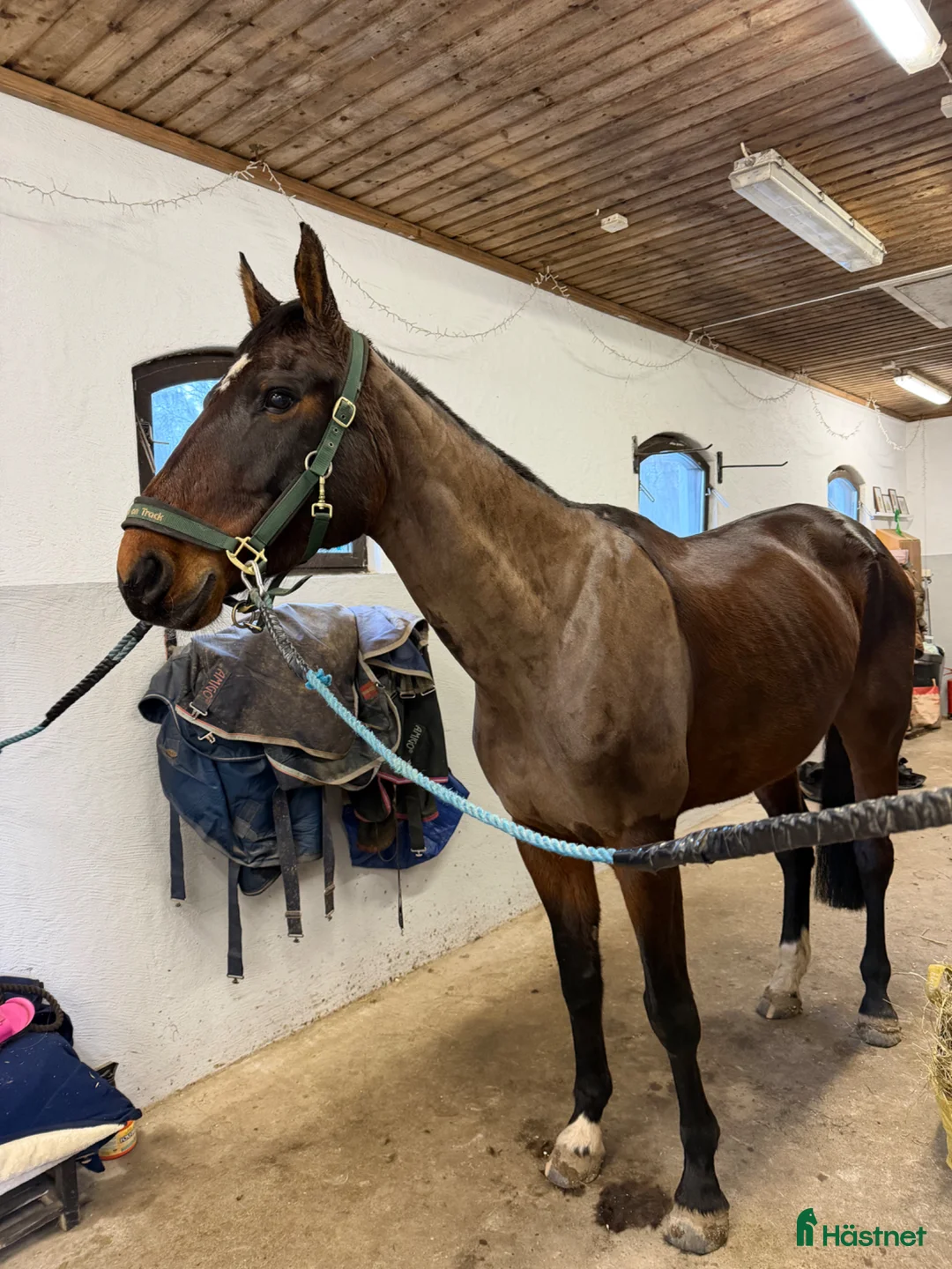 Hoppning hästar till salu: Hoppsto med mycket kapacitet  - Annons 2