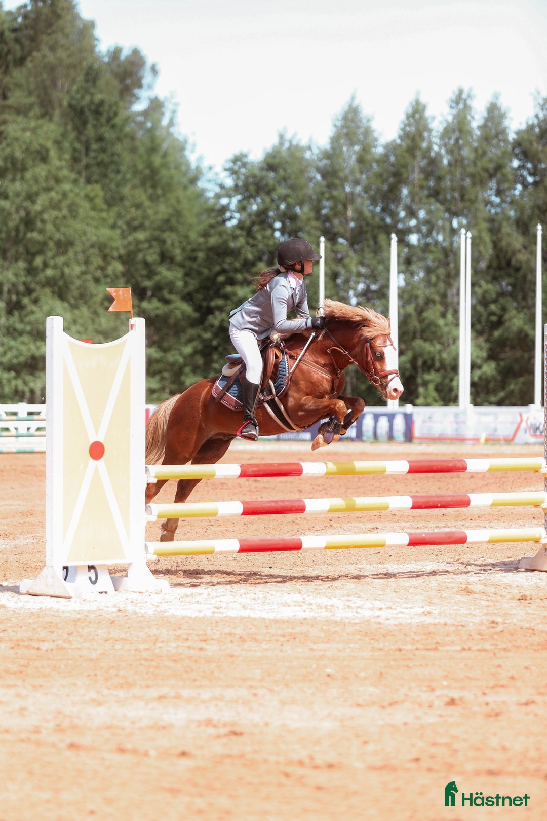 Hoppning hästar till salu: Welsh pony for sport i Stockholm - Annons 2