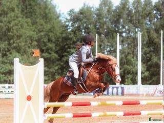hästar Welsh pony for sport - Annons 17