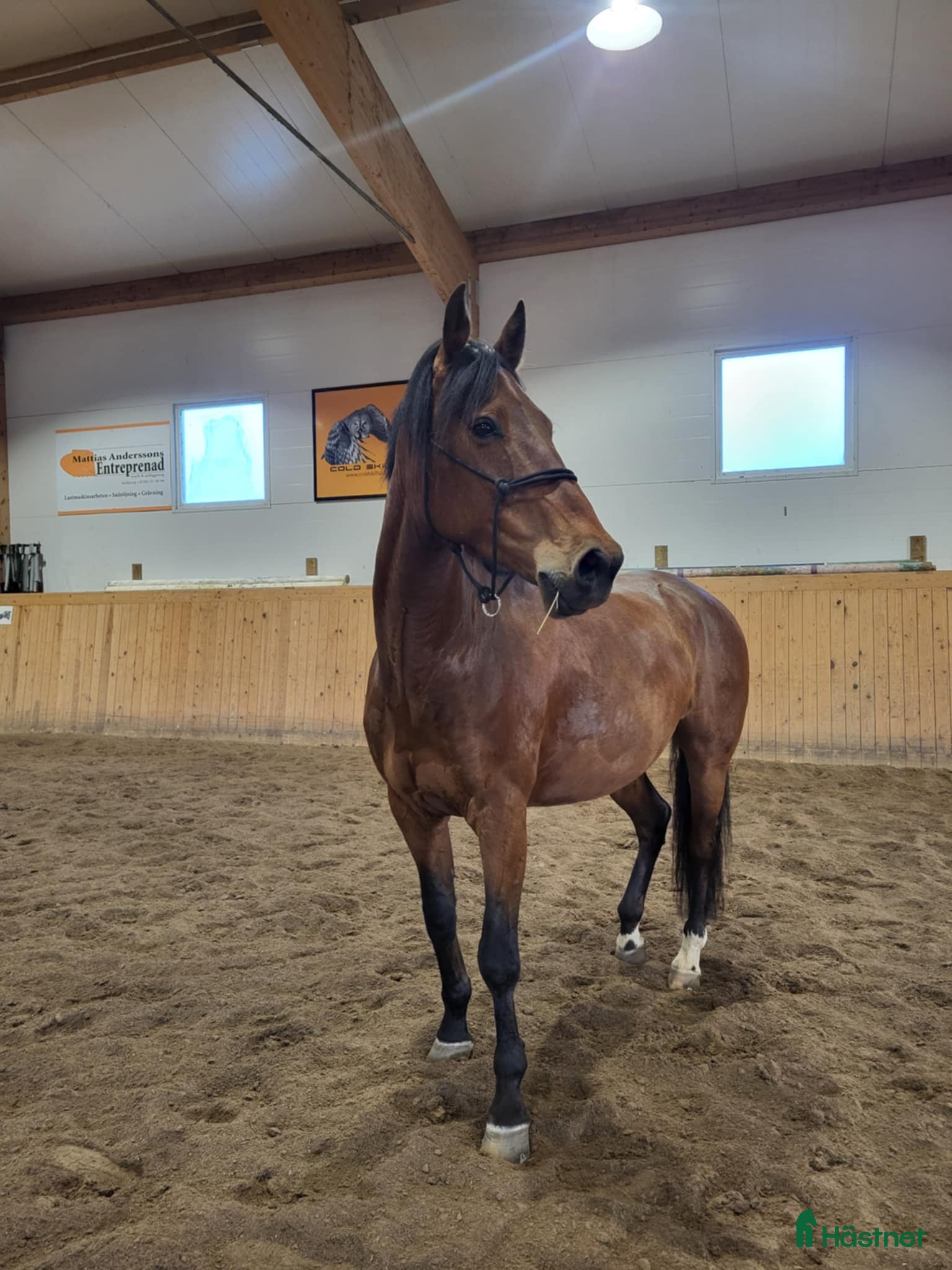  hästar Rolig och personlig herre💎 i Tibro - Annons 14