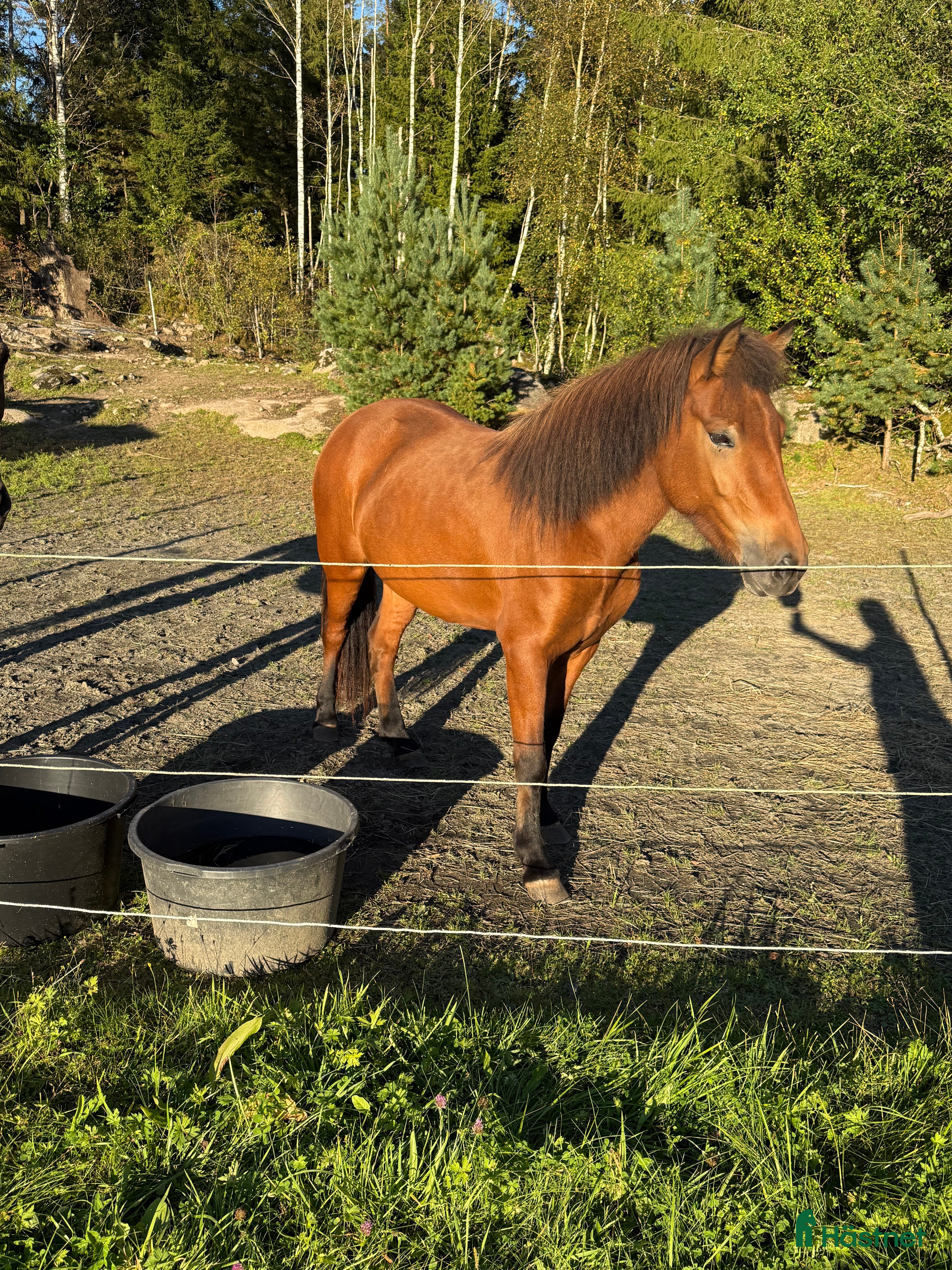  hästar Fint sto -21 5 bra gångarter ev byte  i Olsfors - Annons 1
