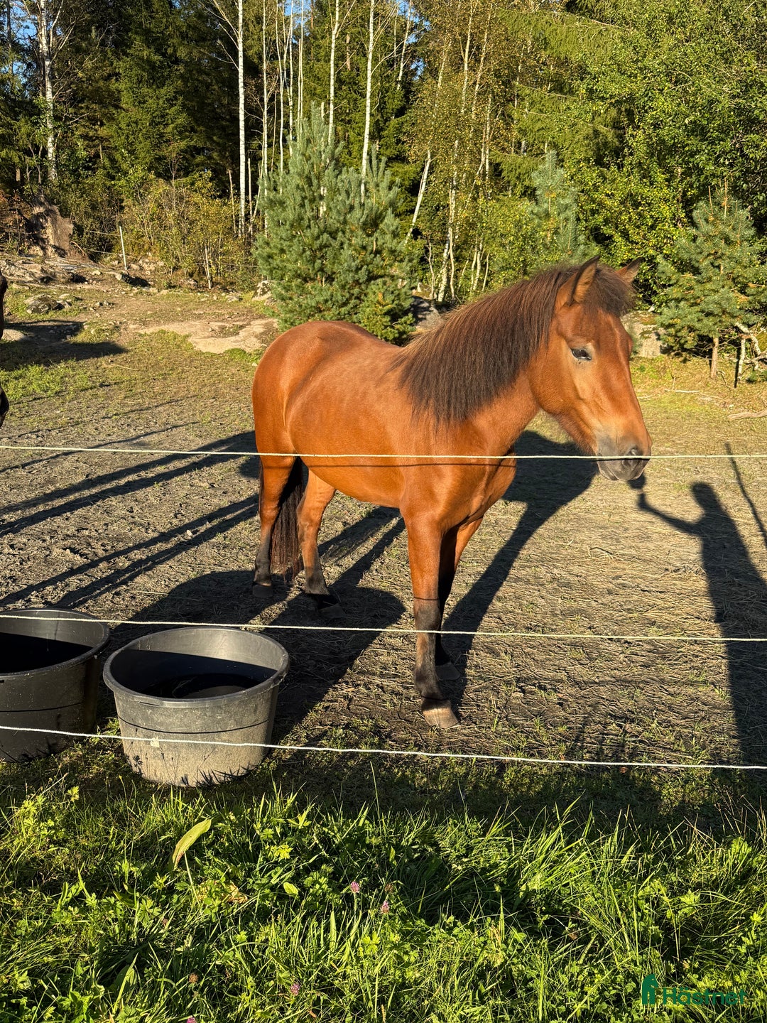 Island hästar till salu: Fint sto -21 5 bra gångarter ev byte  i Olsfors - Annons 1