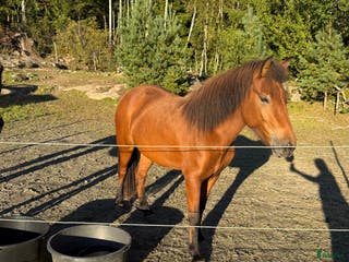 hästar Fint sto -21 5 bra gångarter ev byte - Annons 10