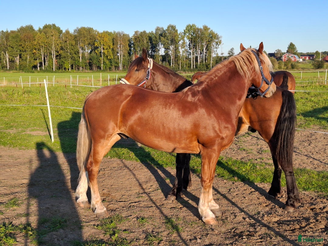 Allround hästar till salu: Snyggaste fuxen som finns. i Öjebyn - Annons 4