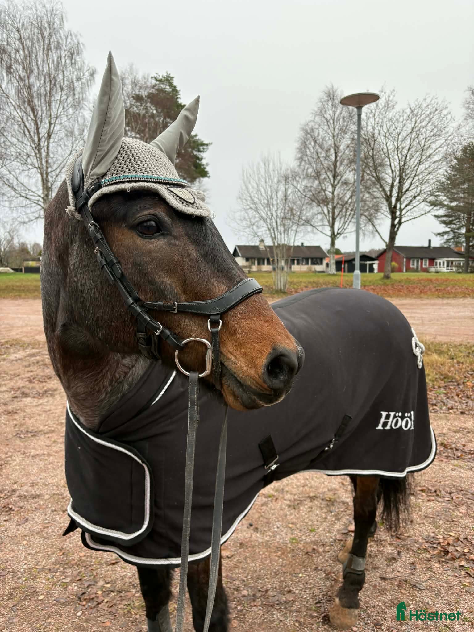  hästar Fin bästa vän 💞  - Annons 17