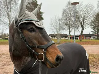 hästar Fin bästa vän 💞 - Annons 16