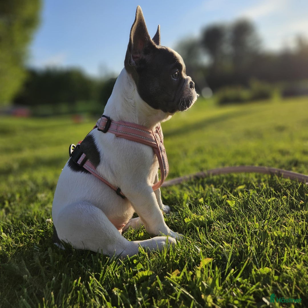 Galleribild {{count}}