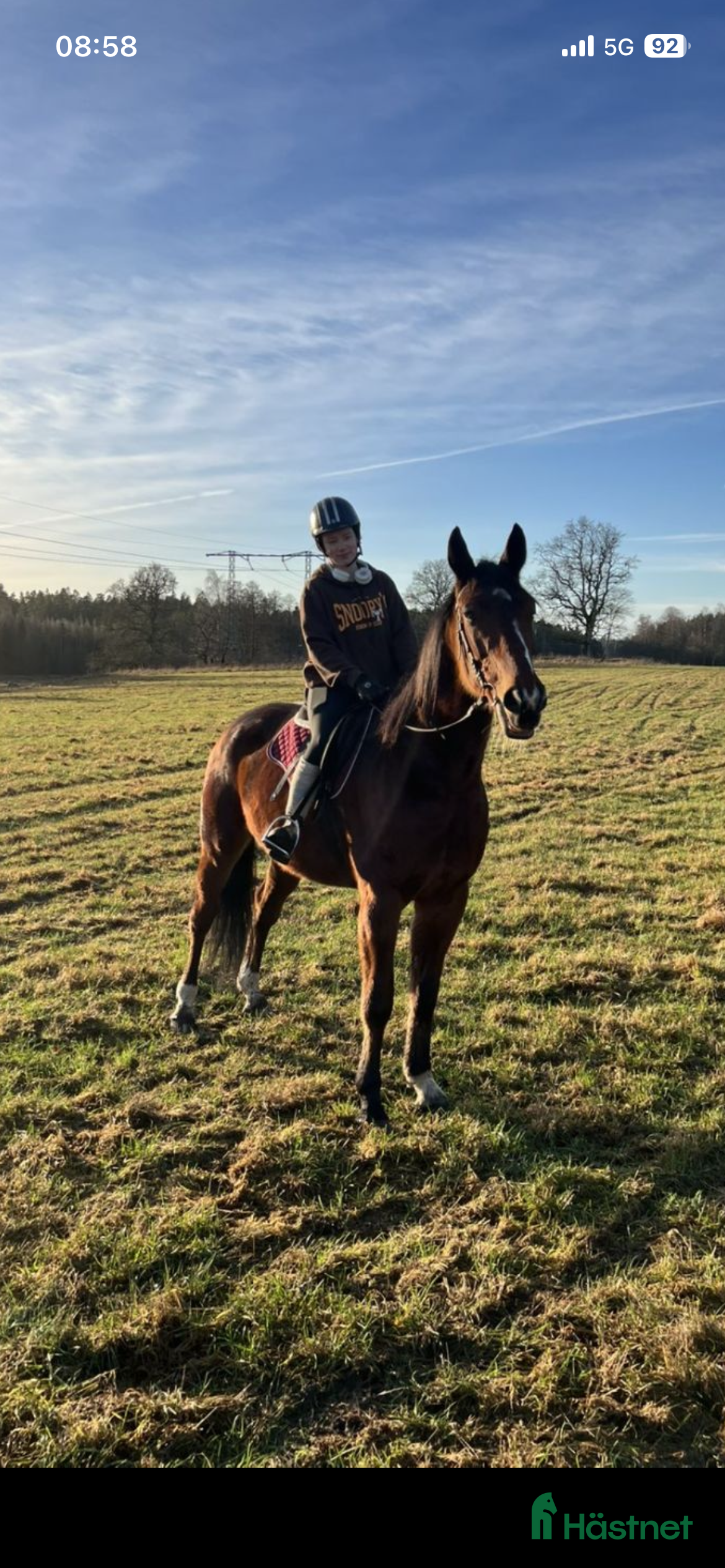  hästar Mycket trevlig valack söker hem. i Trollhättan - Annons 4