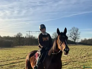 hästar Mycket trevlig valack söker hem. i Trollhättan - Annons 4