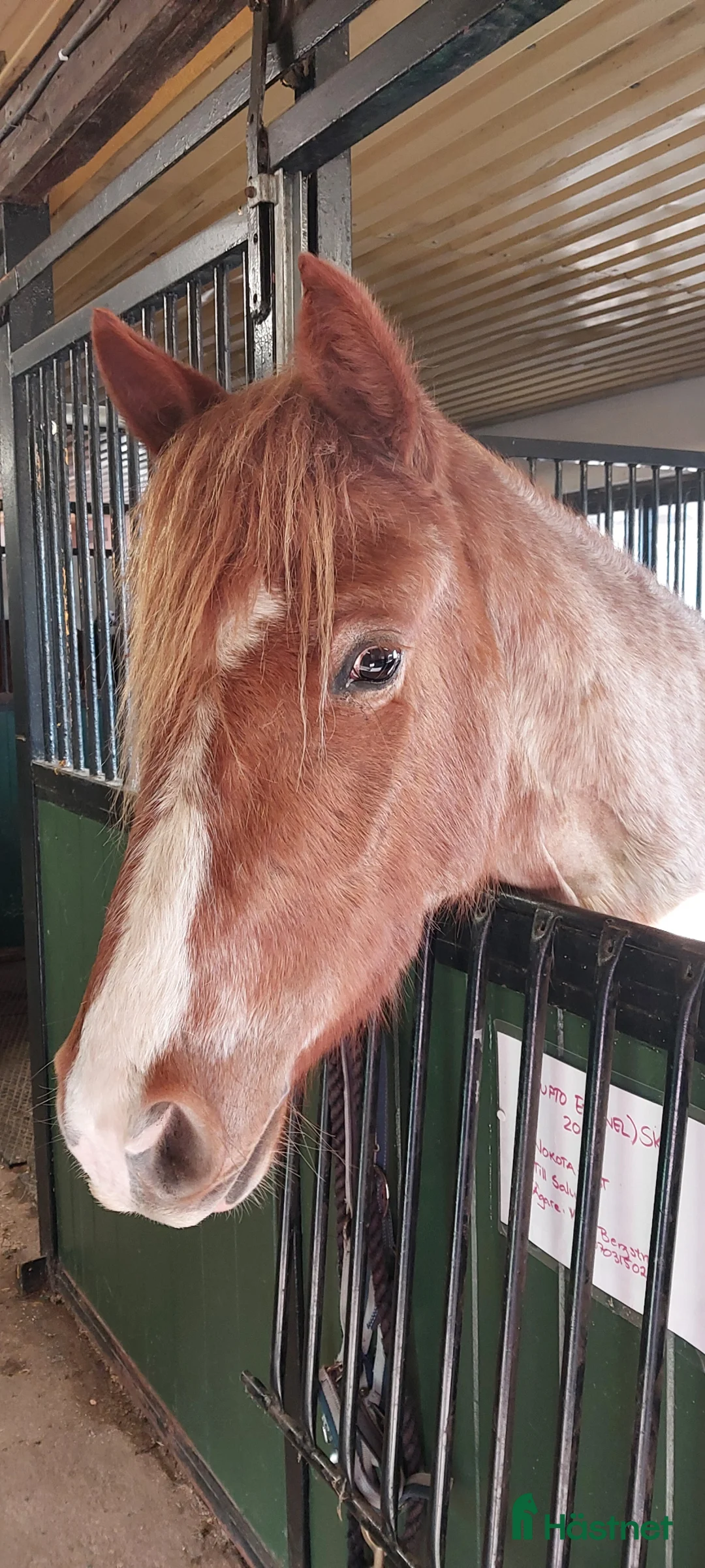 Allround hästar till salu: Nokotahäst  - Annons 1