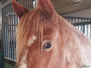 hästar Nokotahäst - Annons 13