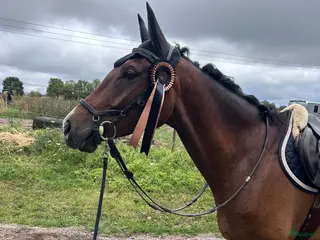 hästar Din nya bästavän? i Tidaholm - Annons 1