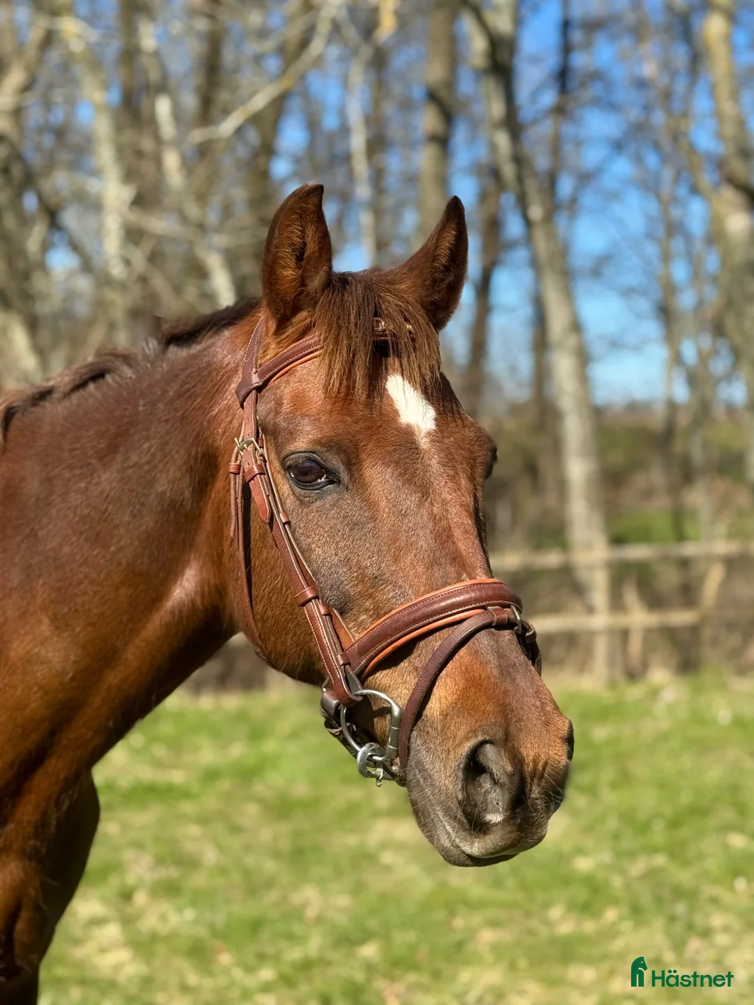 Träns hästutrustning till salu: Brunt allround träns  - Annons 1