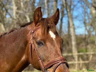 Träns hästutrustning Brunt allround träns - Annons 1