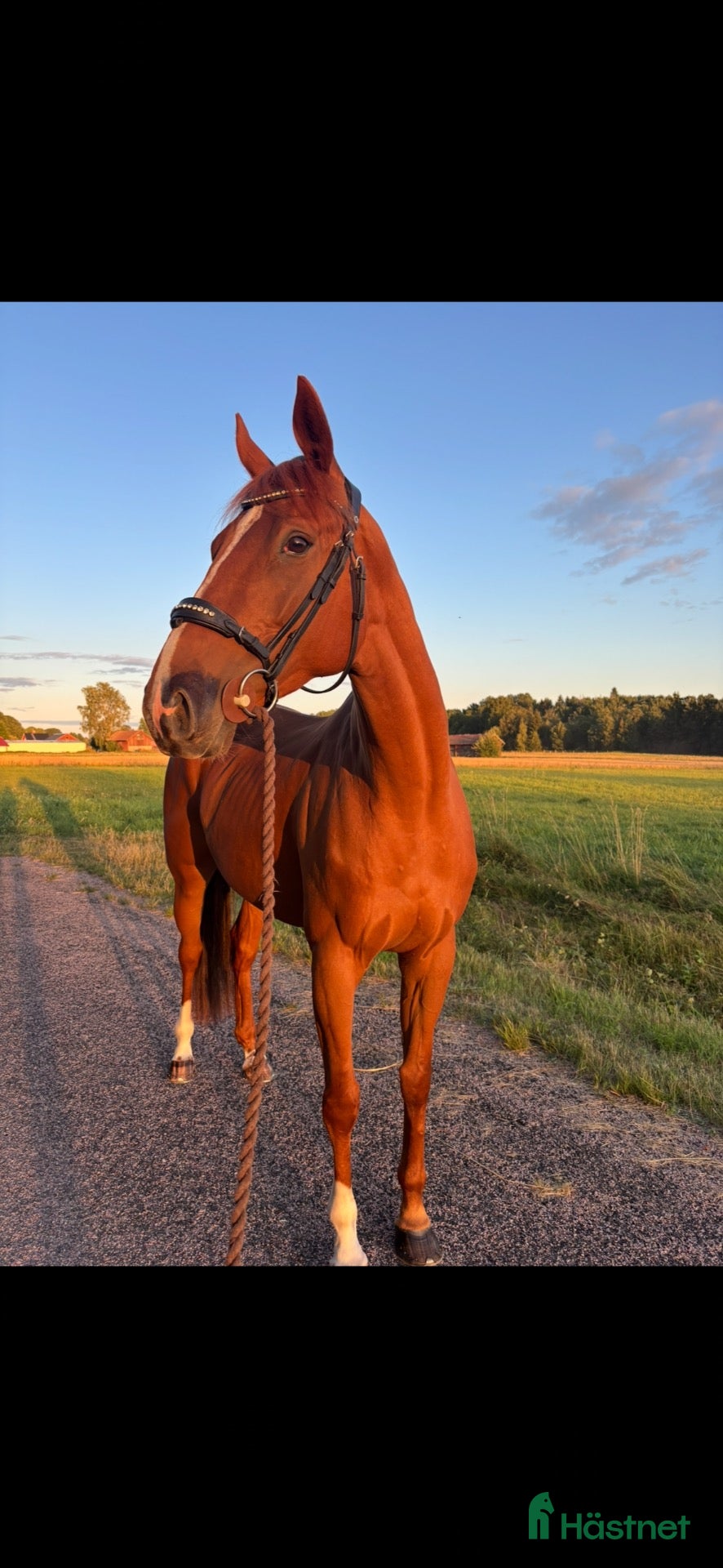  hästar Trevligt sto säljes - Annons 2