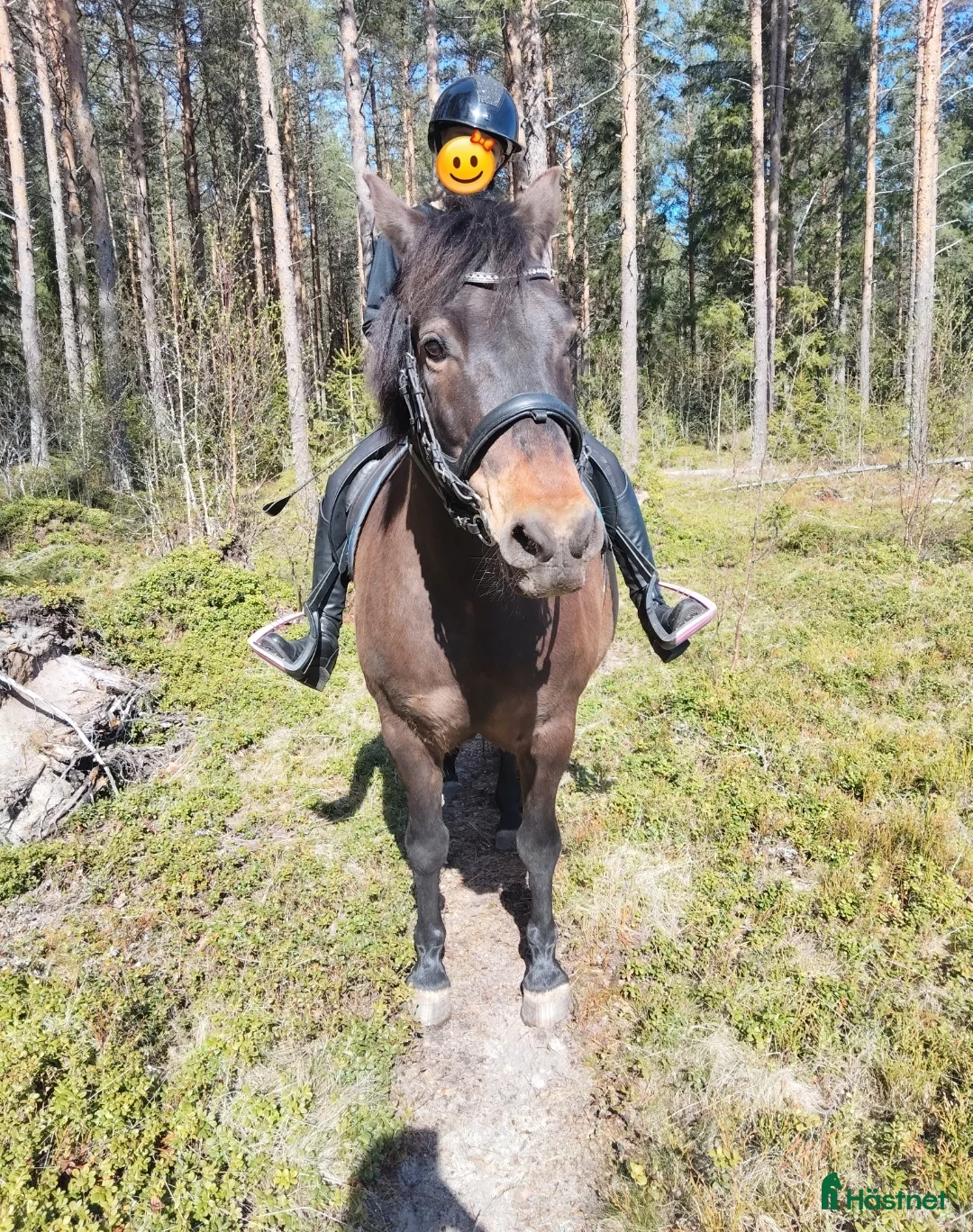 Övrigt hästar till salu: Skogsmullet Bullen - Annons 2