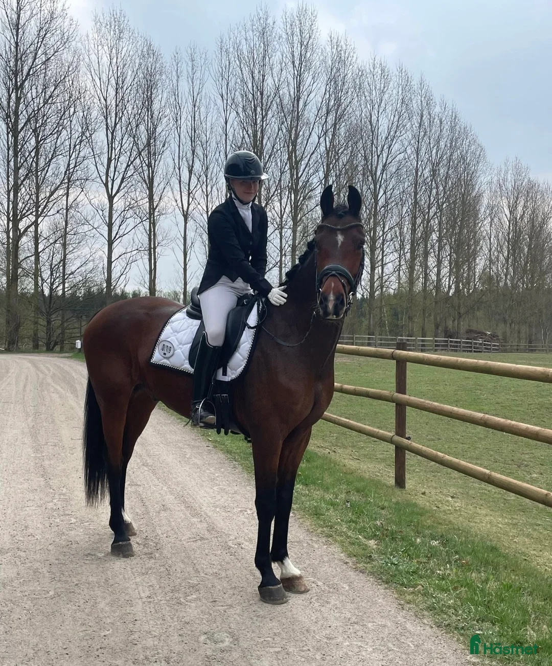 Dressyr hästar till salu: Drömkillen  - Annons 1