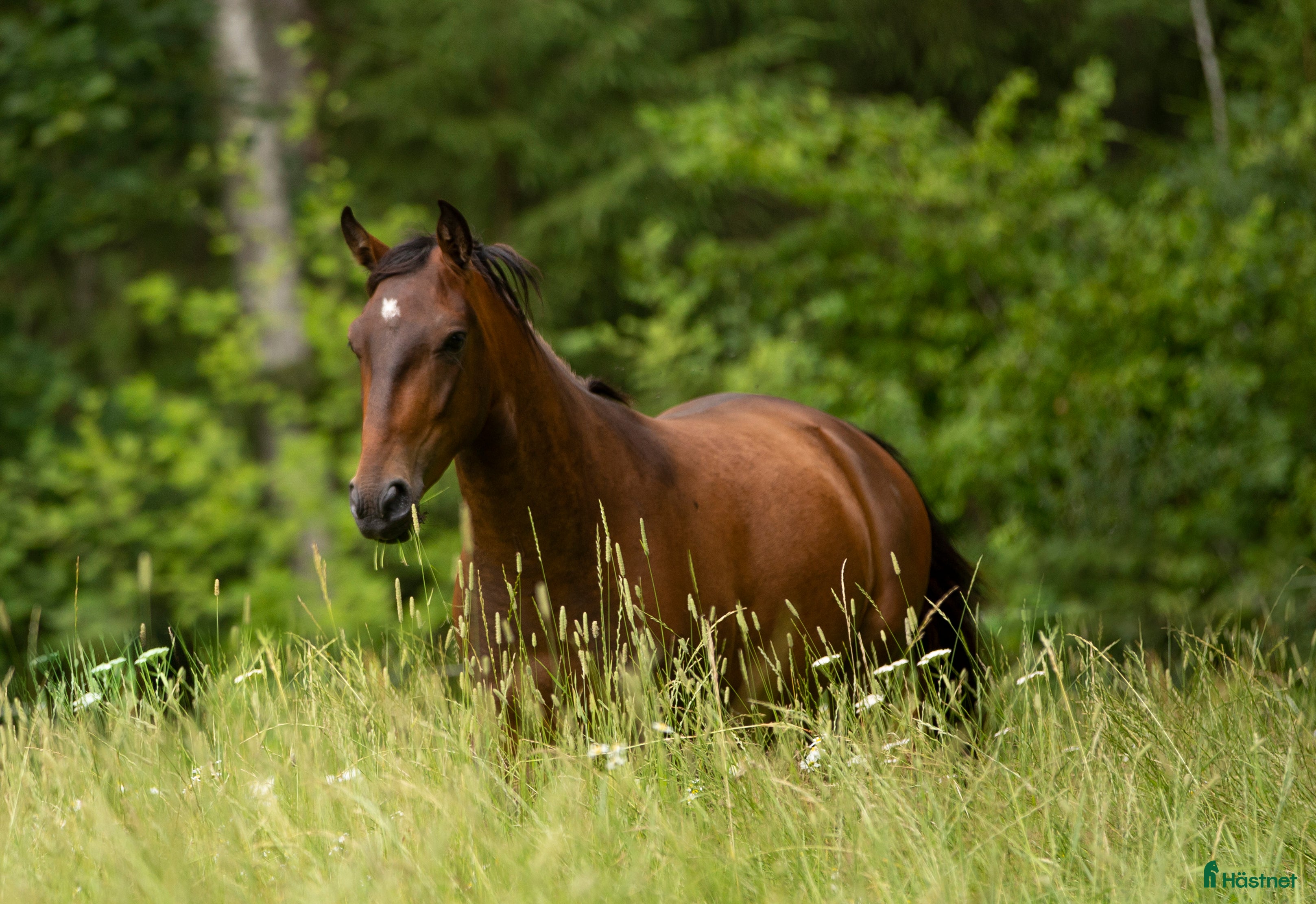 Allround hästar till salu: Mysig lipizzaner Vallack - Annons 2