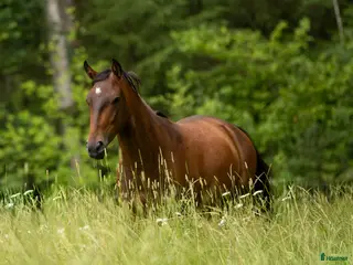 Allround hästar till salu: Mysig lipizzaner Vallack - Annons 2
