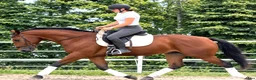 Allround hästar till salu: Top Silesian Model-movement and quality  - Annons 3