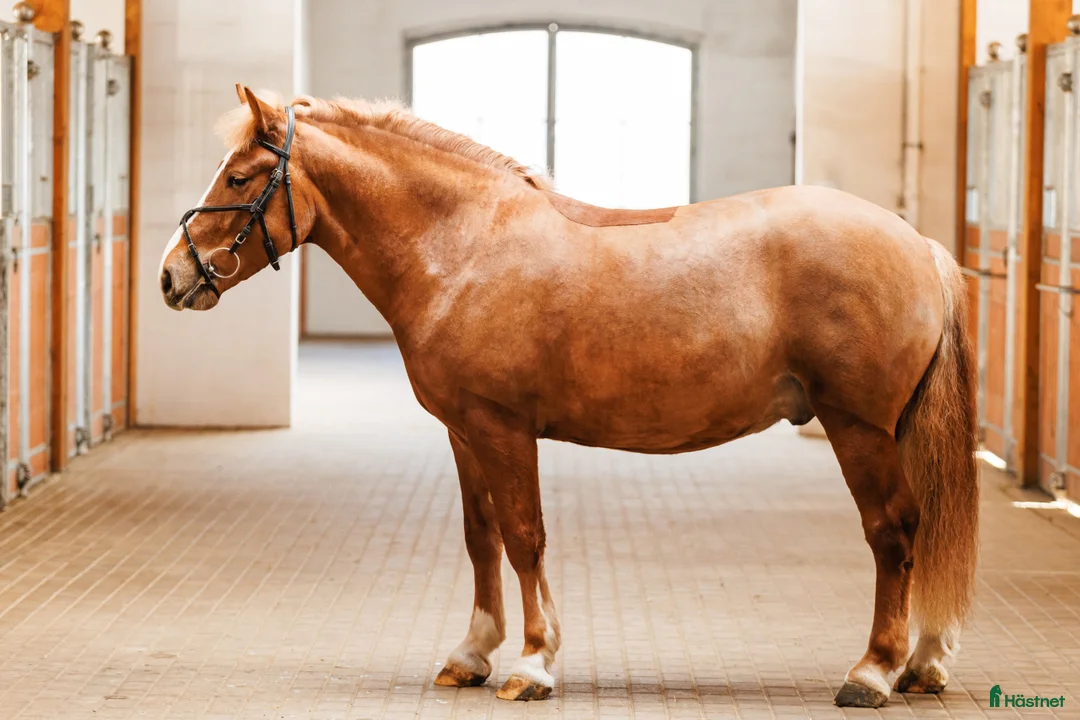 Allround hästar till salu: Brave pony for competition/hobby/riding school - Annons 3