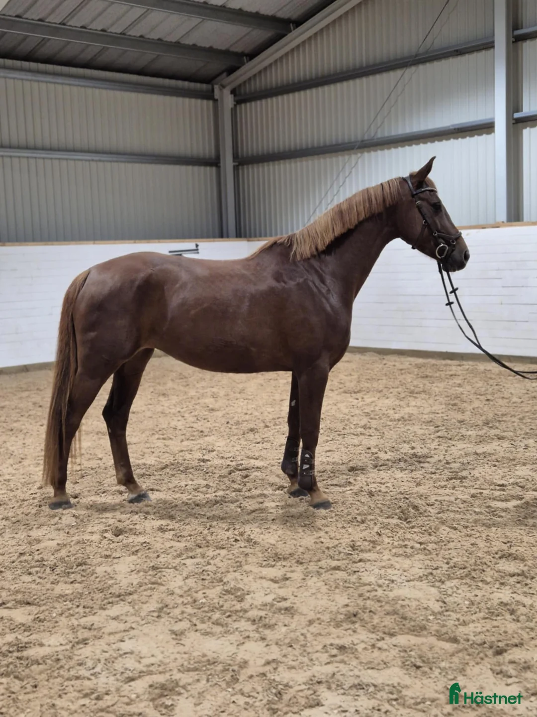 Allround hästar till salu: Trevlig häst att utveckla  - Annons 1