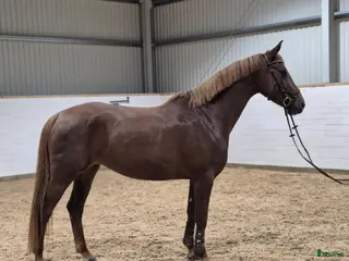 hästar Trevlig häst att utveckla - Annons 1