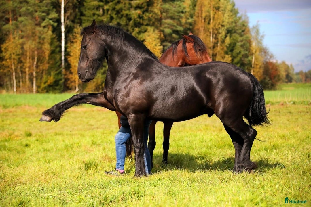 Allround hästar till salu: **Exceptional Horse for Sale** - Annons 20