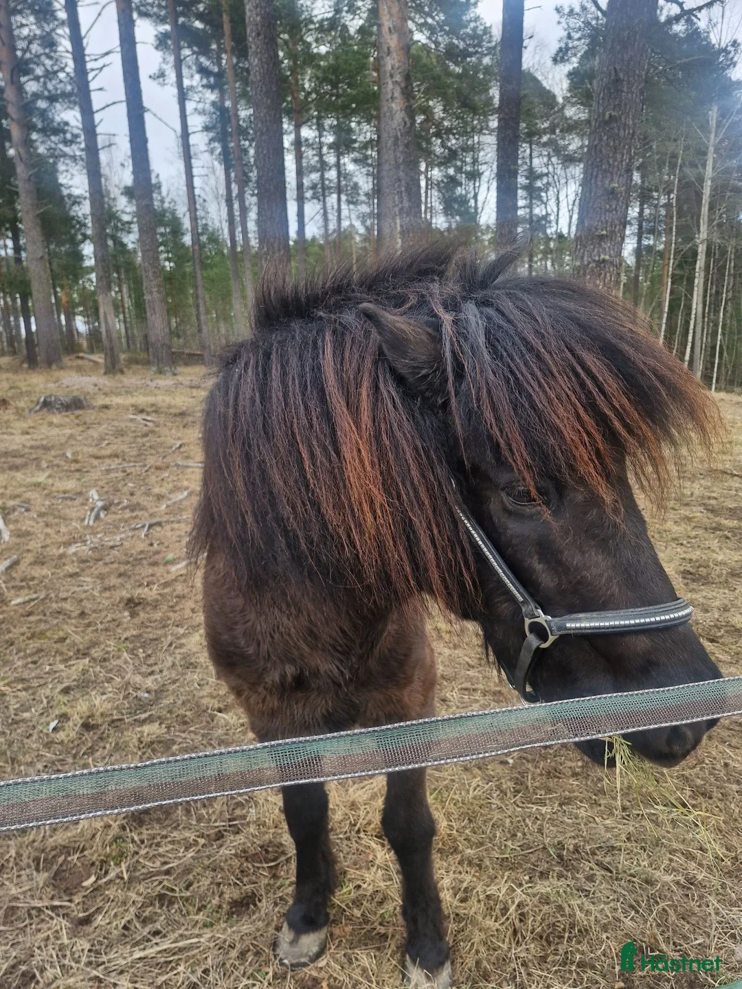 Island hästar till salu: Aldur, 16-årig valack i Sollerön - Annons 2