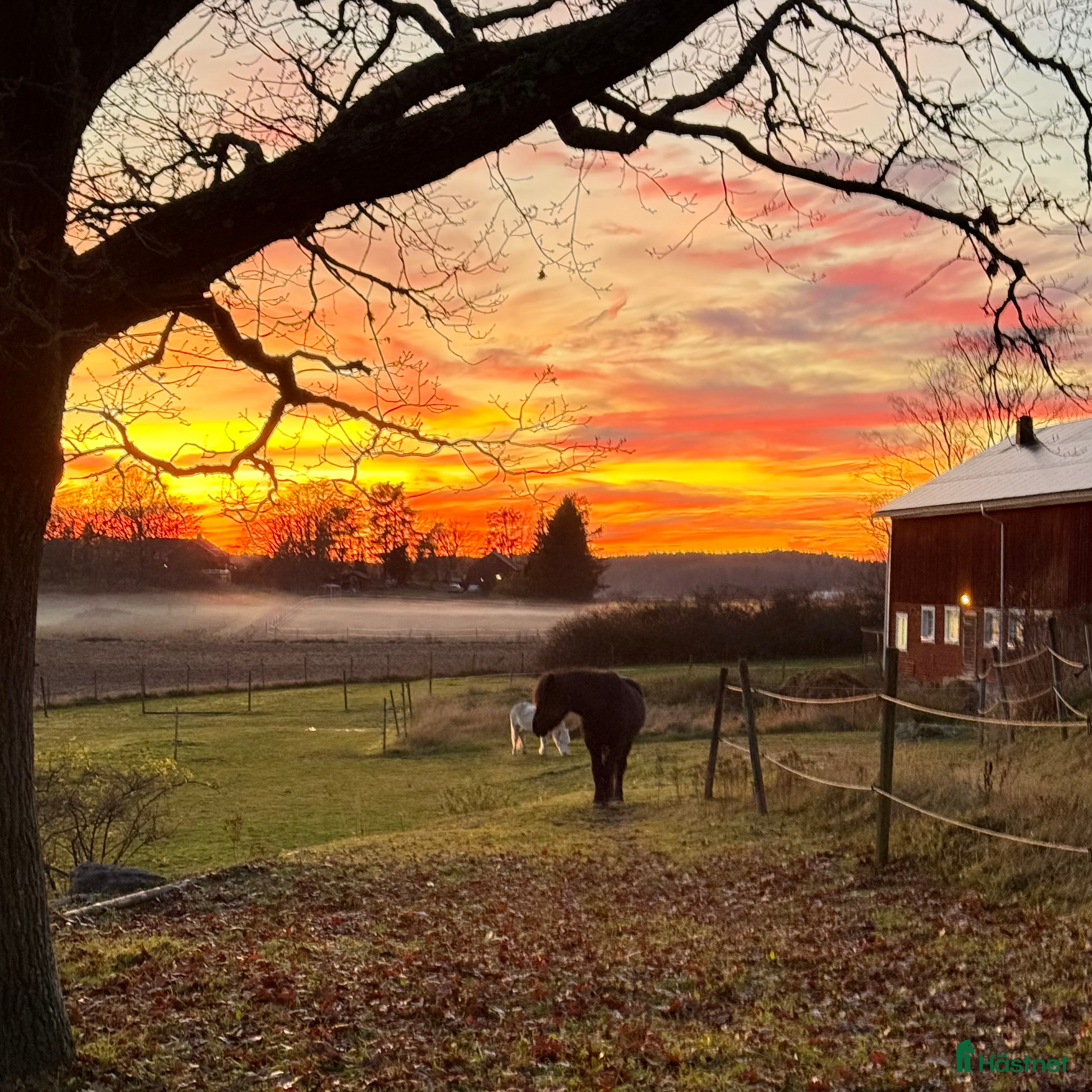 stallplats Stall med lösdrift Eskilstuna i Eskilstuna - Annons 3