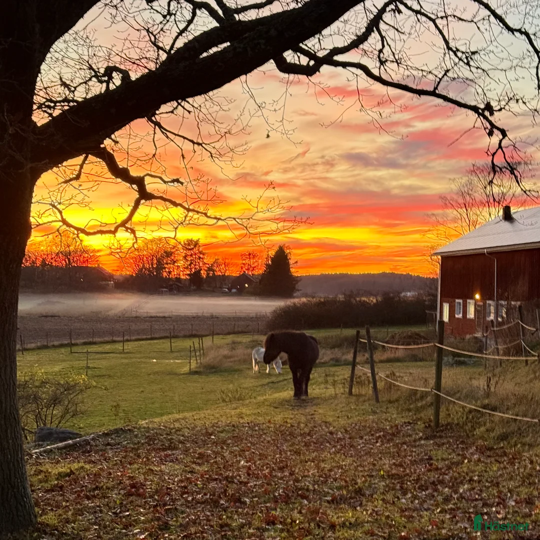  stallplats finnes: Stall med lösdrift Eskilstuna i Eskilstuna - Annons 1