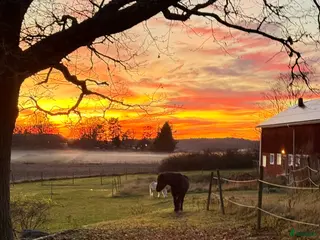 stallplats Stall med lösdrift Eskilstuna i Eskilstuna - Annons 3