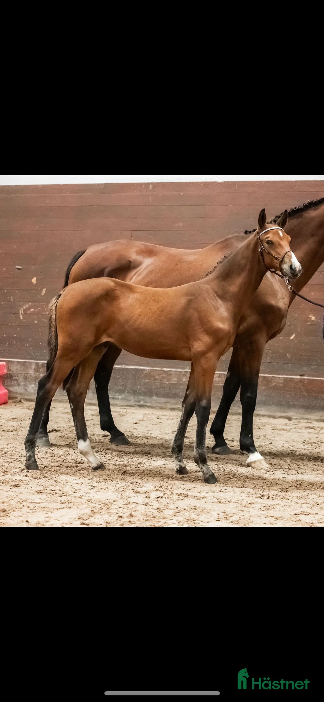 Avelshästar hästar till salu: Fint avelssto i Västerås - Annons 3