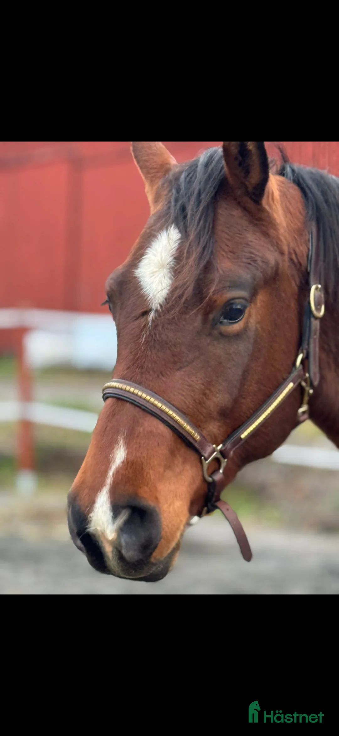 Western hästar till salu: Vacker Quarter kille 💗 - Annons 1
