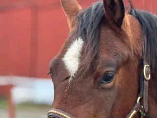 hästar Vacker Quarter kille 💗 - Annons 3