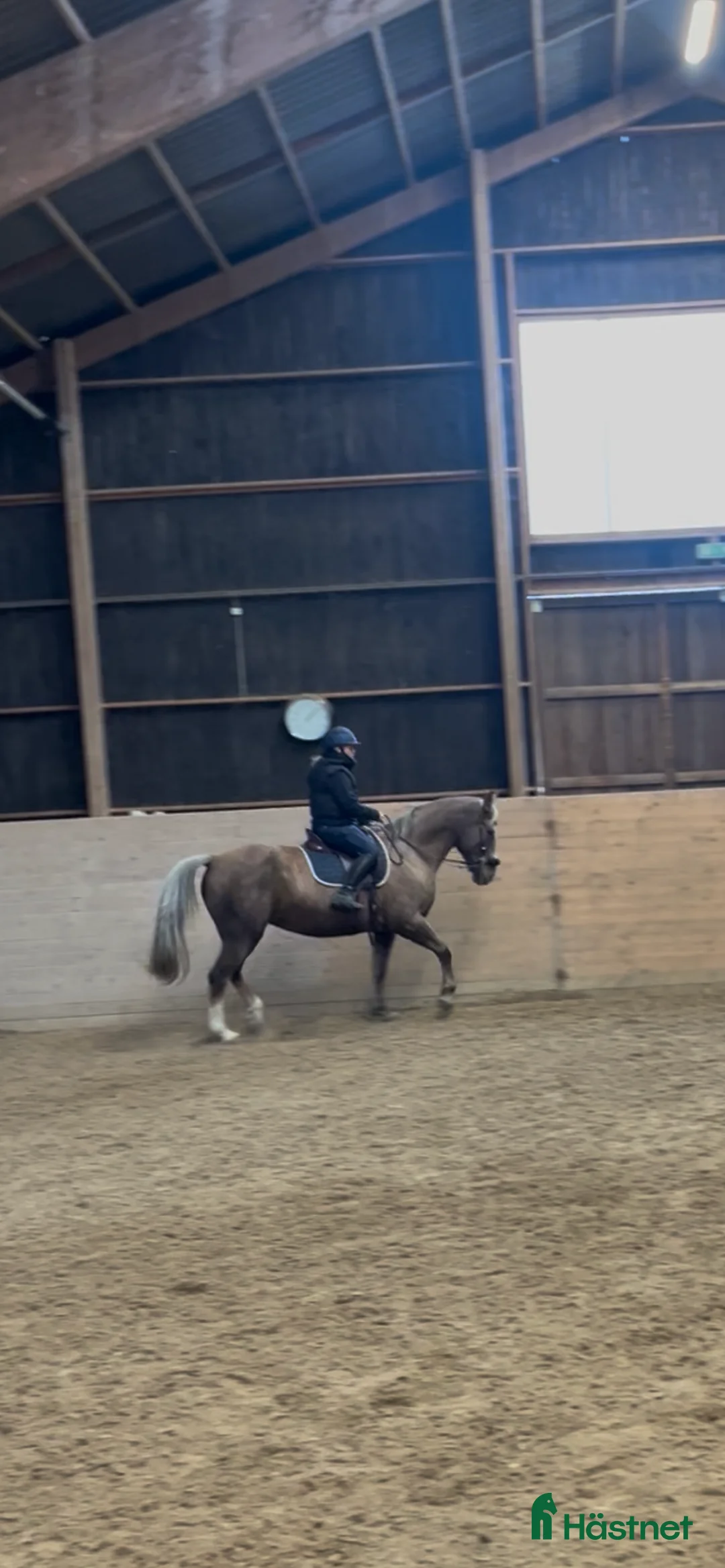  foderhäst finnes: Foder inom Skåne/halland/blekinge  i Oxie - Annons 3