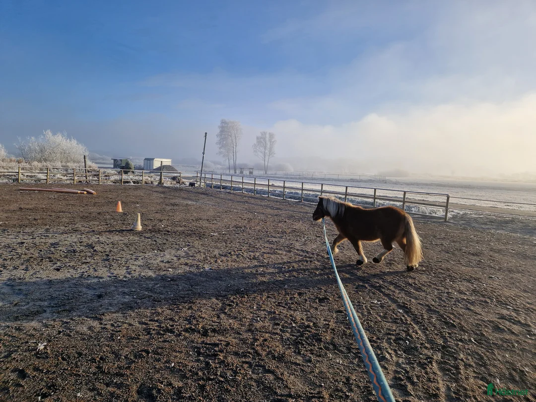  stallplats finnes: ⭐Lösdrift i Kungälv, Signehög⭐ - Annons 3