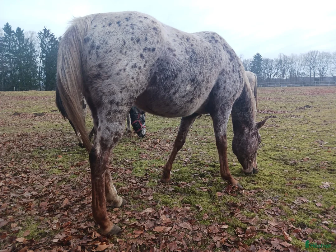 Western hästar till salu: Appaloosa mare for sale - Annons 3