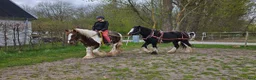 Allround hästar till salu: Irish Cob Valack, riden och körd  - Annons 5