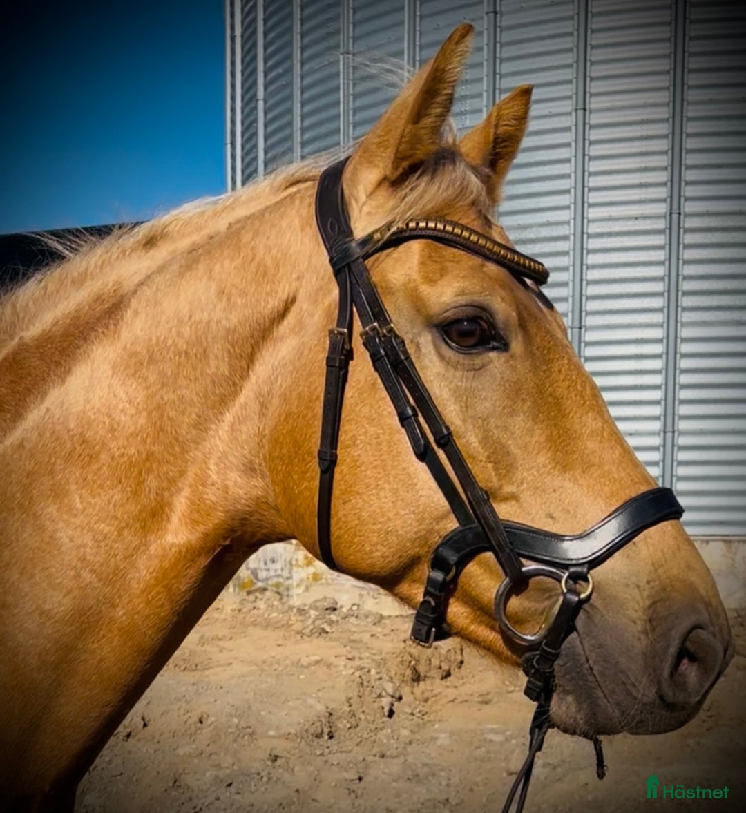 Träns hästutrustning till salu: Anatomiskt Träns!  i Skänninge - Annons 1