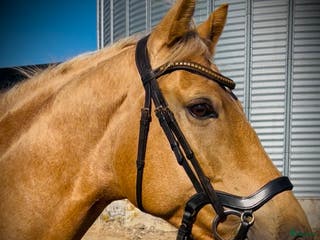 Träns hästutrustning till salu: Anatomiskt Träns! i Skänninge - Annons 4