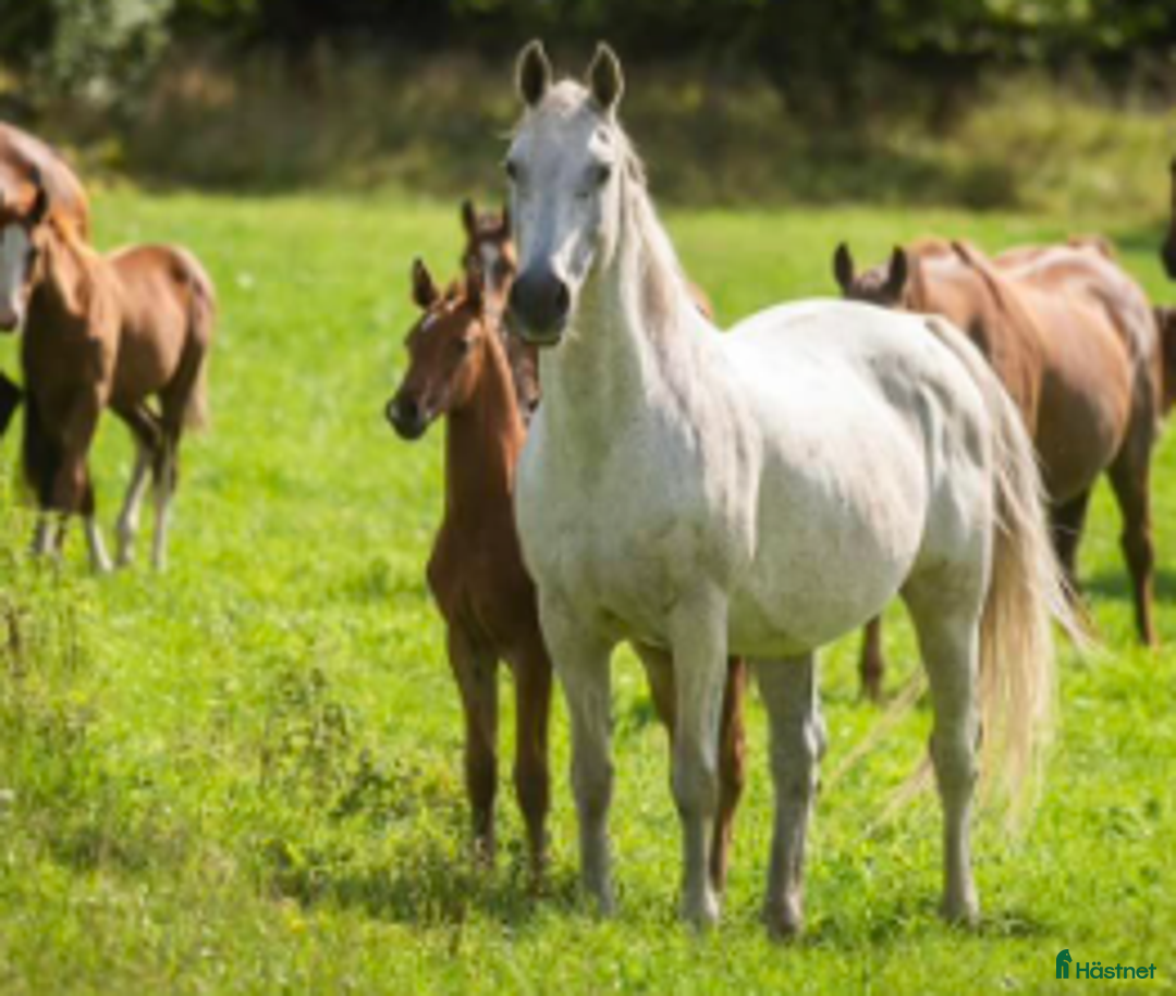  hästjobb finnes: HÄSTSKÖTARE till HÄSTAK i Älmeboda - Annons 6