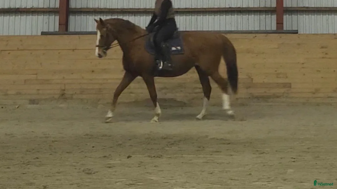 Allround hästar till salu: Intressekoll - Annons 5