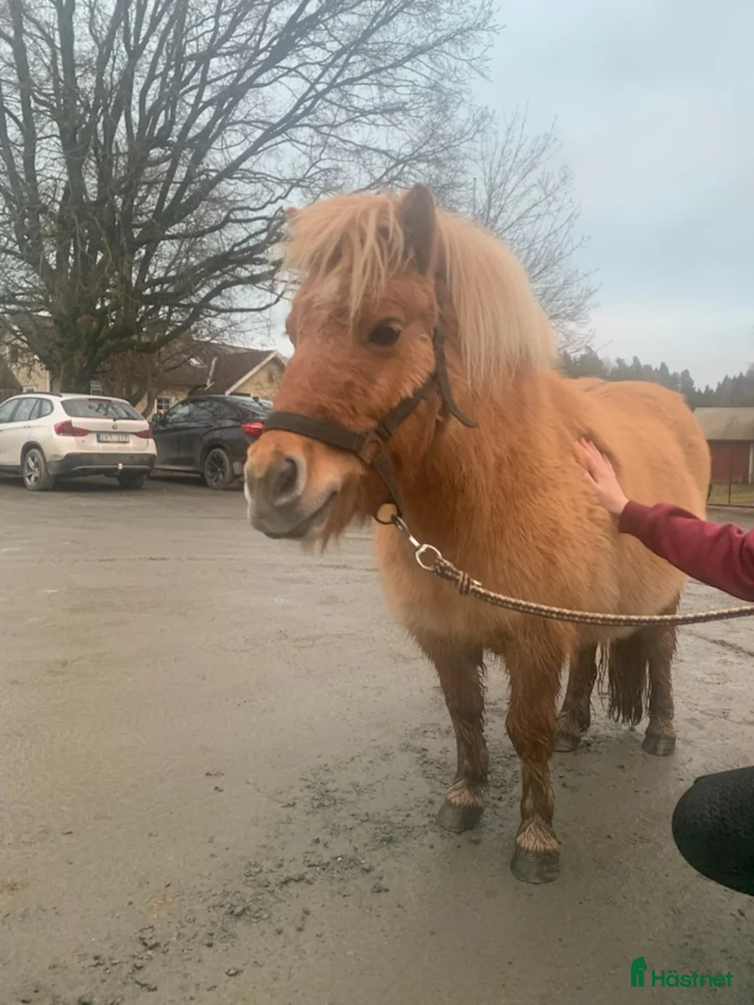 Allround hästar till salu: LITEN KORSNINGSPONNY i Dalskog - Annons 2