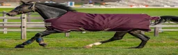 Täcken hästutrustning till salu: Amigo Hero Ripstop 600D 100g, 125cm - Annons 1